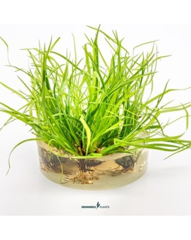 Juncus repens  - Plant It!